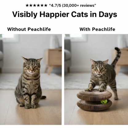 Last Sale, Be The Cat Parent Your Fur Baby Deserves! 🐾 Magic Organ Cat Scratcher | A cat paradise that is constantly changing!